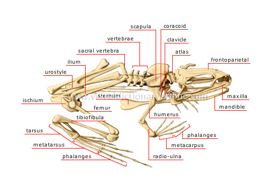 skeleton of a frog