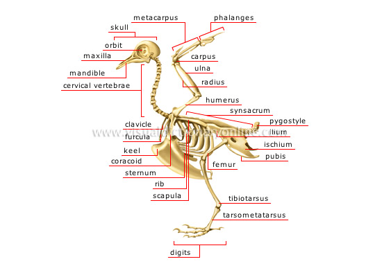 skeleton of a bird