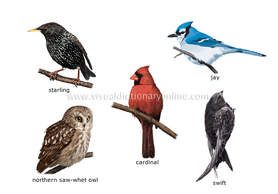 examples of birds [3]