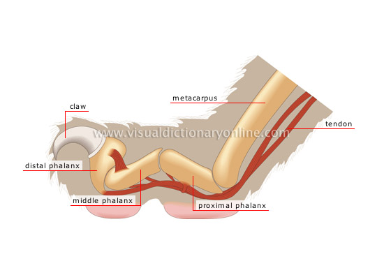 retracted claw