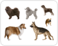 dog breeds [1]