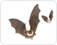 morphology of a bat