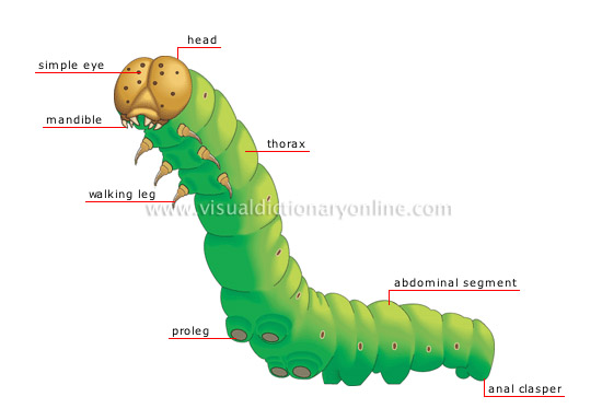 caterpillar