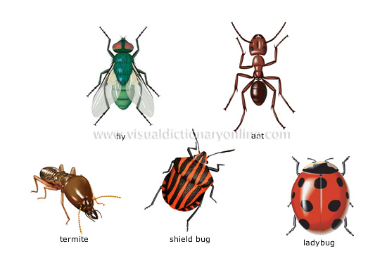 examples of insects [4]