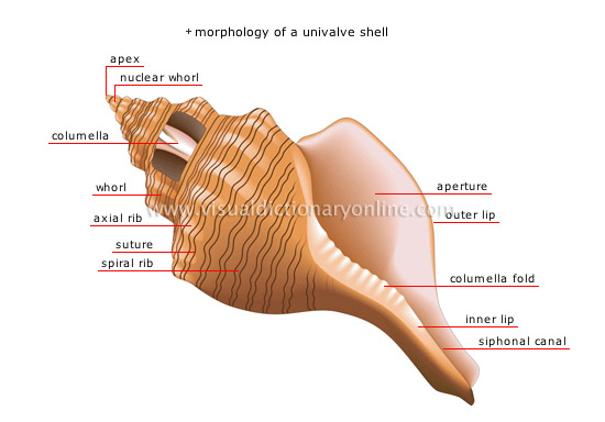 ANIMAL KINGDOM :: MOLLUSKS :: UNIVALVE SHELL image - Visual Dictionary ...