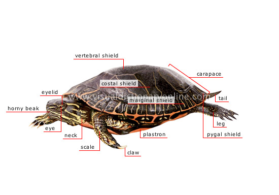 morphology of a turtle