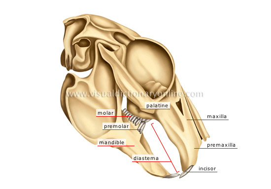 lagomorph’s jaw: rabbit