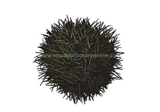 sea urchin