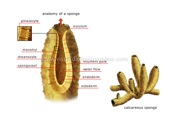 sponge