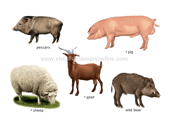 examples of ungulate mammals [1]