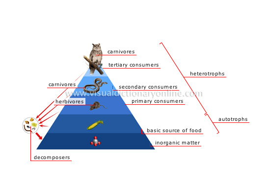 food chain