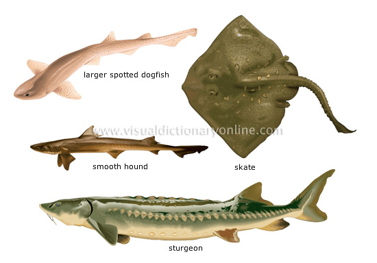 cartilaginous fishes