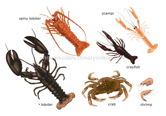 crustaceans