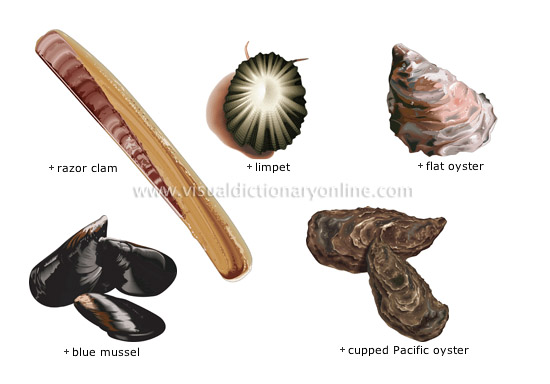 mollusks [4]