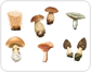 mushrooms [1]