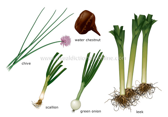 bulb vegetables [1]