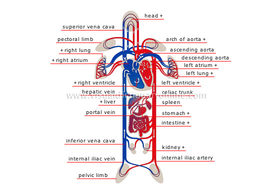 schema of circulation