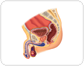 sagittal section