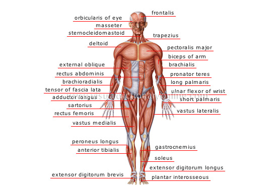 anterior view