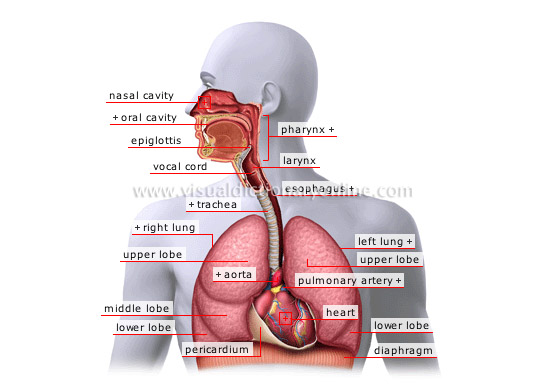 respiratory system