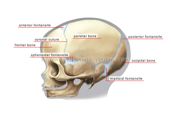 child’s skull