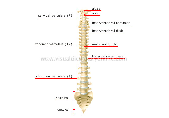 spinal column