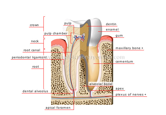 cross section of a molar [2]