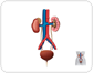 urinary system