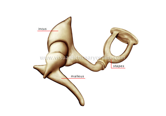 auditory ossicles