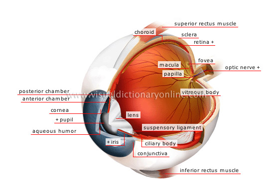 eyeball