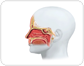 nasal fossae