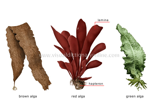 examples of algae