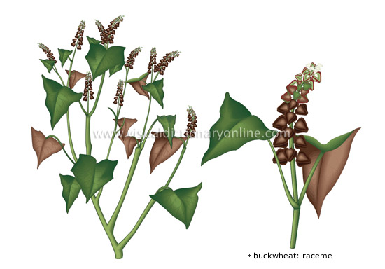 buckwheat