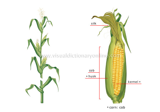 corn