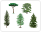 examples of conifers