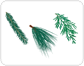 fir needles