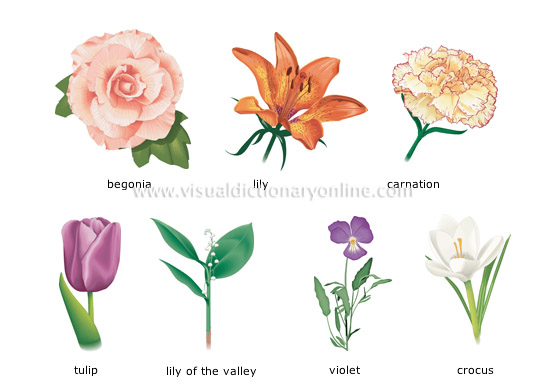 PLANTS & GARDENING :: PLANTS :: FLOWER :: EXAMPLES OF FLOWERS [1] image ...