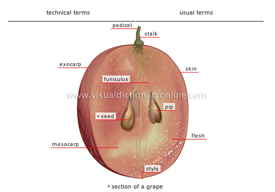 fleshy fruit: berry fruit [1]