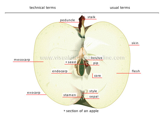 pome fleshy fruit