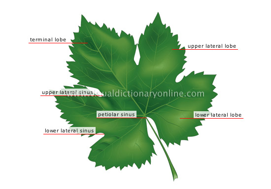 grape leaf