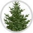 conifer