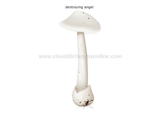 deadly poisonous mushroom