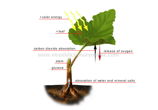 photosynthesis