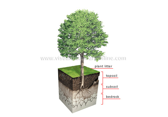 soil profile