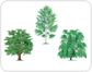 examples of broadleaved trees [1]