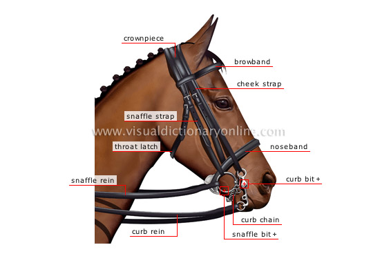 bridle